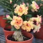 Home Garden Desert Rose Flowers Bonsai Plants New Year Home Sticker Succulent Decoration - Image 2