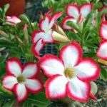 Home Garden Desert Rose Flowers Bonsai Plants New Year Home Sticker Succulent Decoration - Image 4